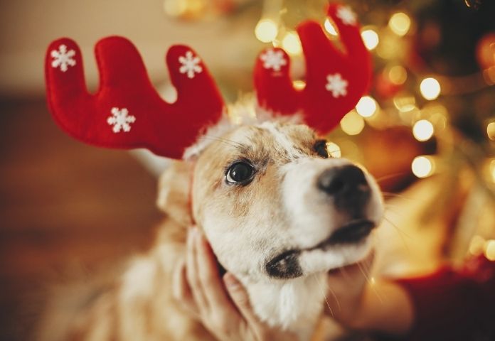 Christmas Dog Names for Girl Dogs