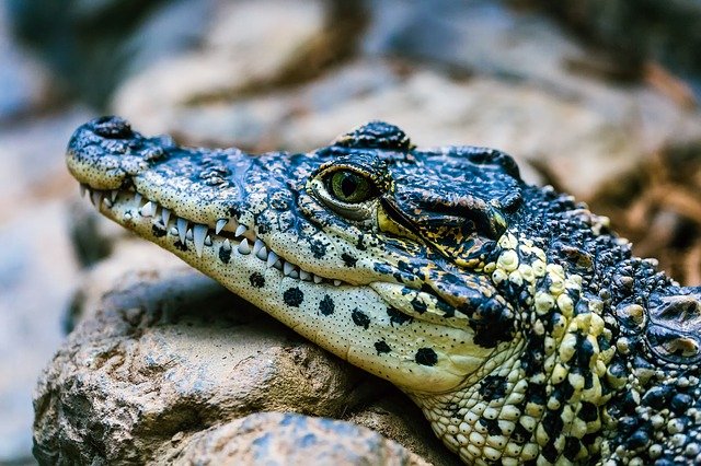 funny-alligator