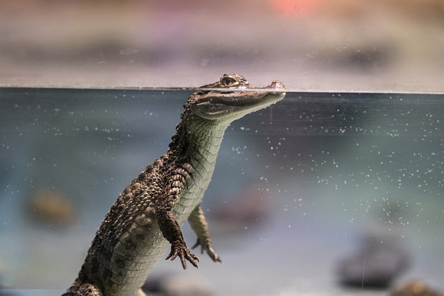cute-crocodile