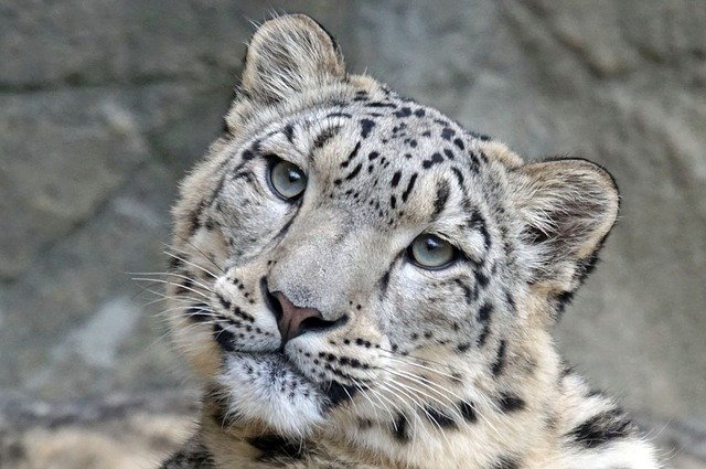 female-leopard