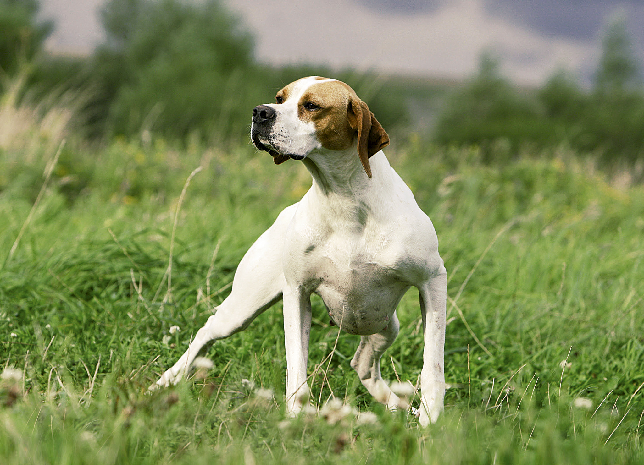 14 Incredible Facts About English Pointers Page 2 of 4 PetPress