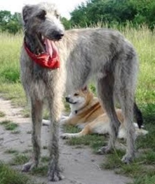 irish wolfhound big dog breed