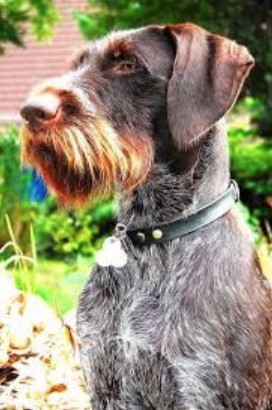 german wirehaired pointing wolfhound