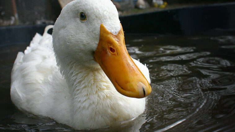 500 Best Duck Names Famous Names For Male Female Ducks