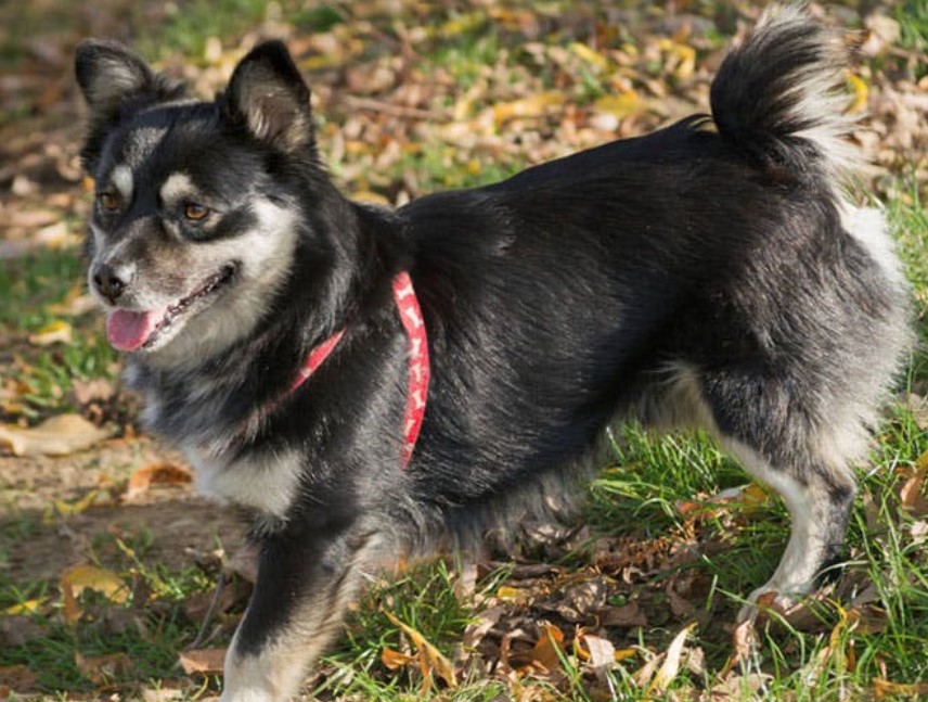 Papillon Shiba Inu Mix 2025