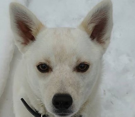 shiba inu eskimo mix