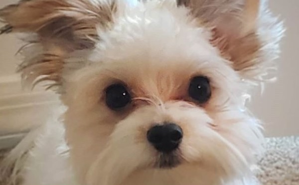 cattle dog x maltese