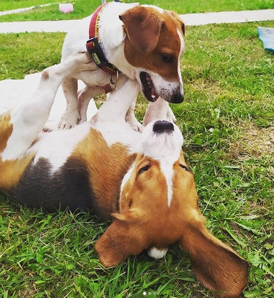 Dog Names Start With J Best 200+ Male & Female Dog Names With J