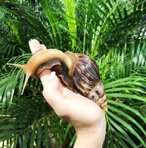 Most of the snails are hermaphrodites. PetPress