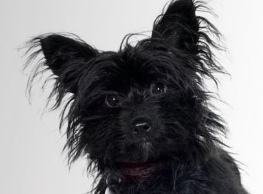 papillon terrier mix