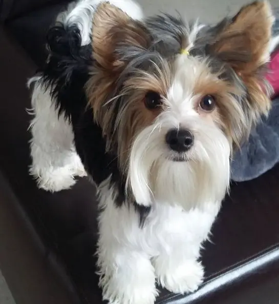 Dog Names Starts With C Popular 230 Male Female Dog Names