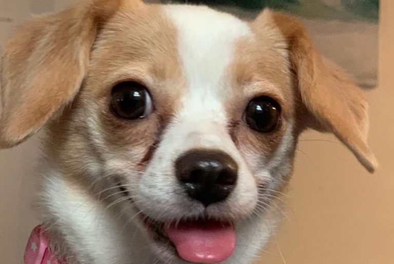 35 Papillon Mix Breeds The Popular and Adorable Hybrid Dogs PetPress