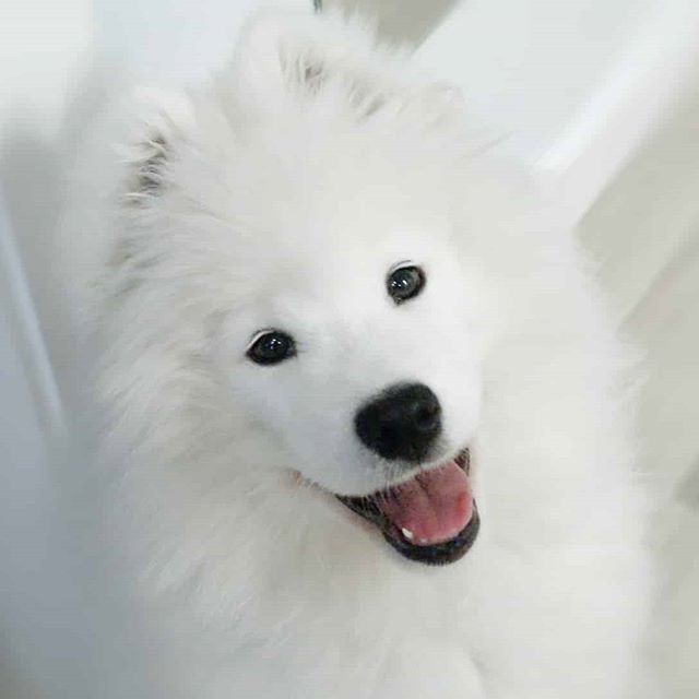 14 Interesting Facts About Samoyed Dogs Page 3 of 3 PetPress