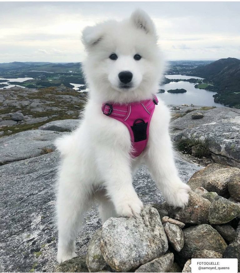 14 Interesting Facts About Samoyed Dogs PetPress