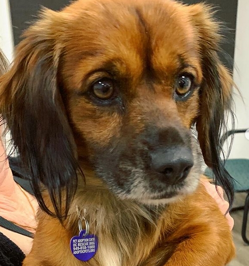 Top 30 Unique Mixed Breed Dog Names PetPress