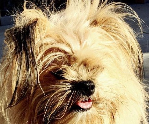 brussels griffon mix petpress