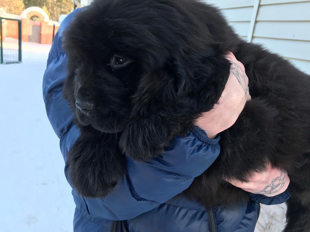 massive newfoundland dog