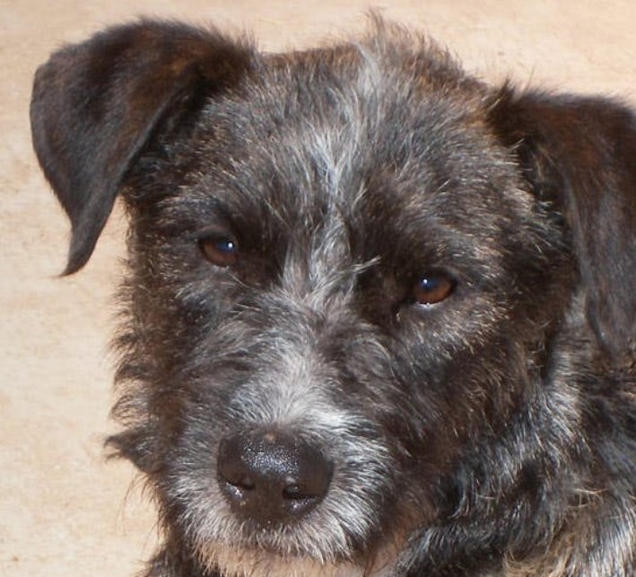 fox terrier cross maltese