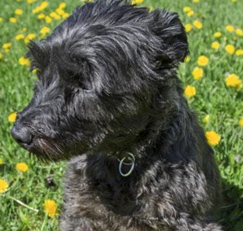 scottie poodle mix
