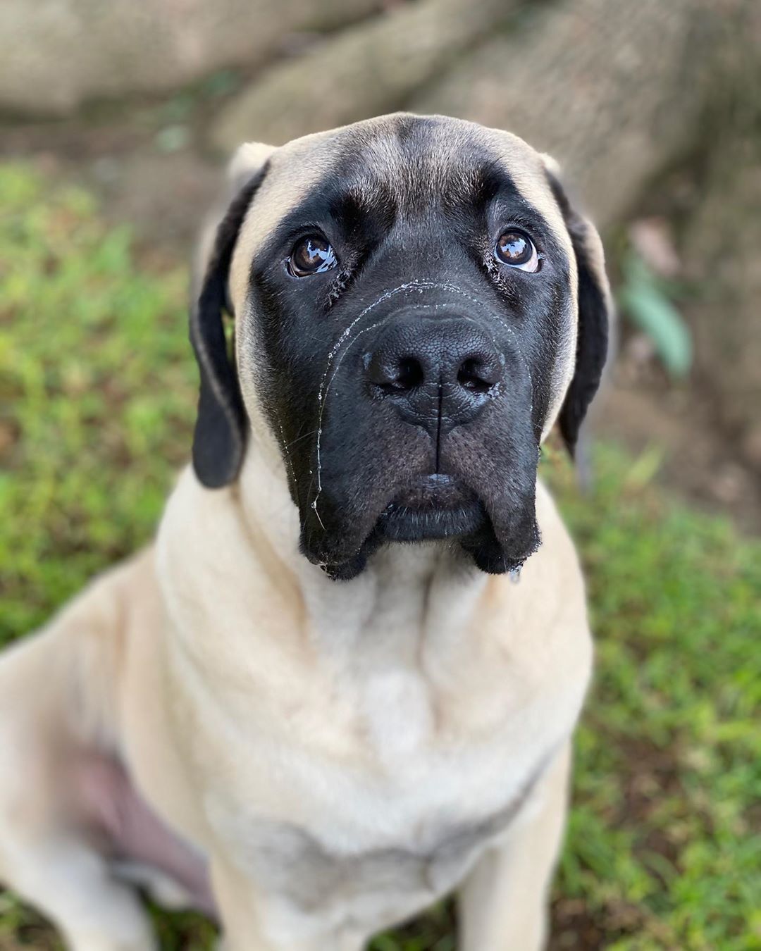 facts about english mastiffs