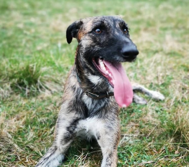 malinois x greyhound