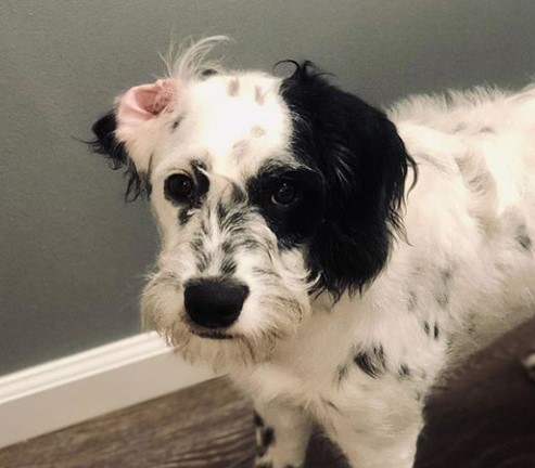 dalmatian cross poodle