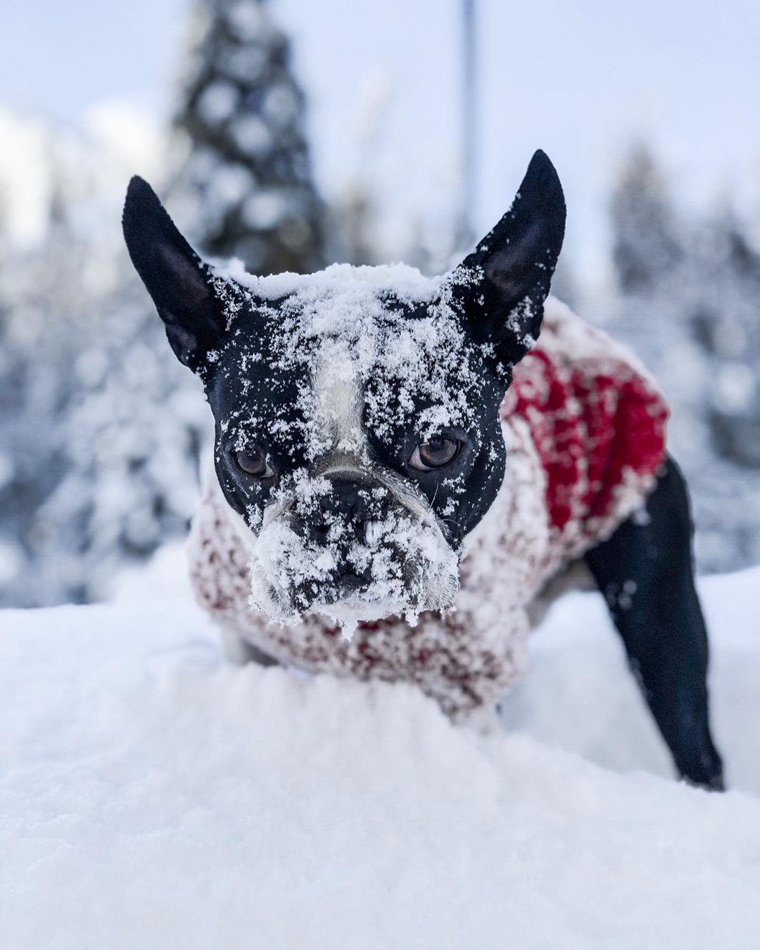 15 Pictures That Prove Boston Terriers Are Perfect Weirdos 11