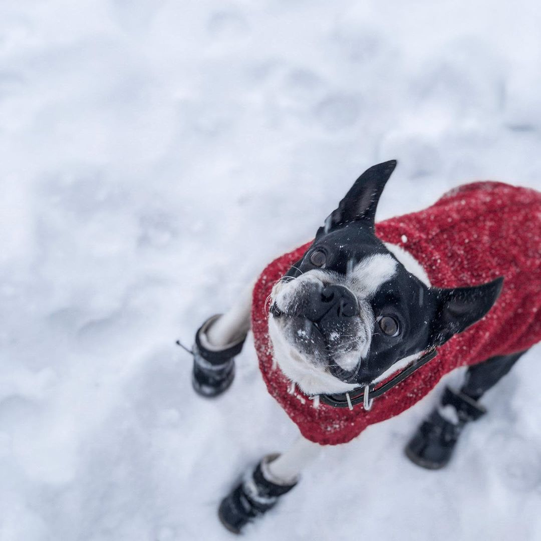 15 Pictures That Prove Boston Terriers Are Perfect Weirdos 10