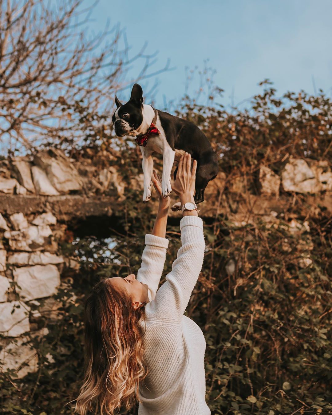 15 Pictures That Prove Boston Terriers Are Perfect Weirdos 9