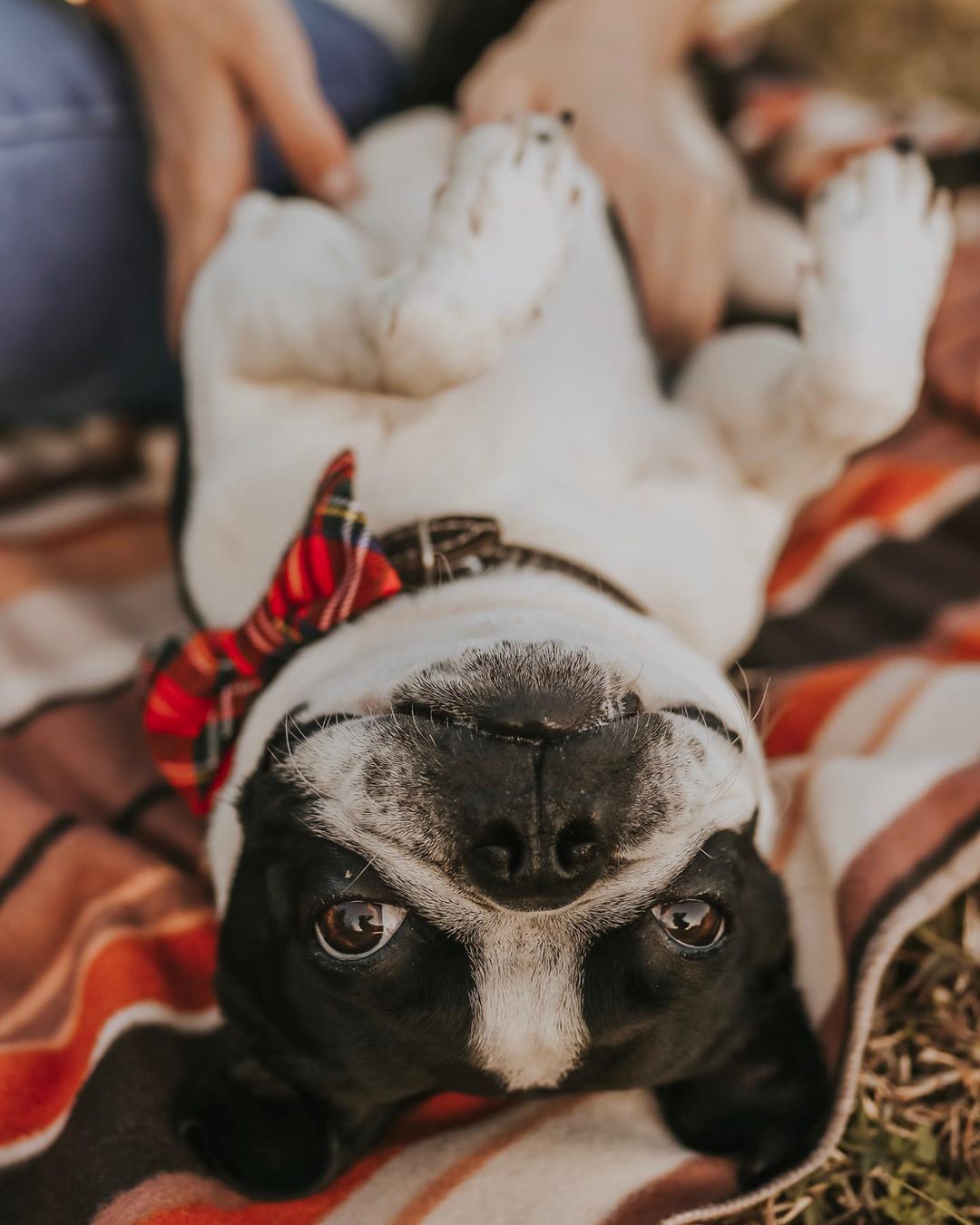 15 Pictures That Prove Boston Terriers Are Perfect Weirdos 11 15 Pictures That Prove Boston Terriers Are Perfect Weirdos 11