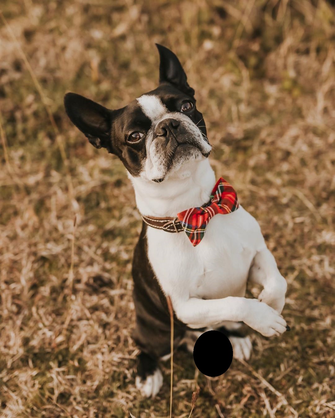 15 Pictures That Prove Boston Terriers Are Perfect Weirdos 9 15 Pictures That Prove Boston Terriers Are Perfect Weirdos 9