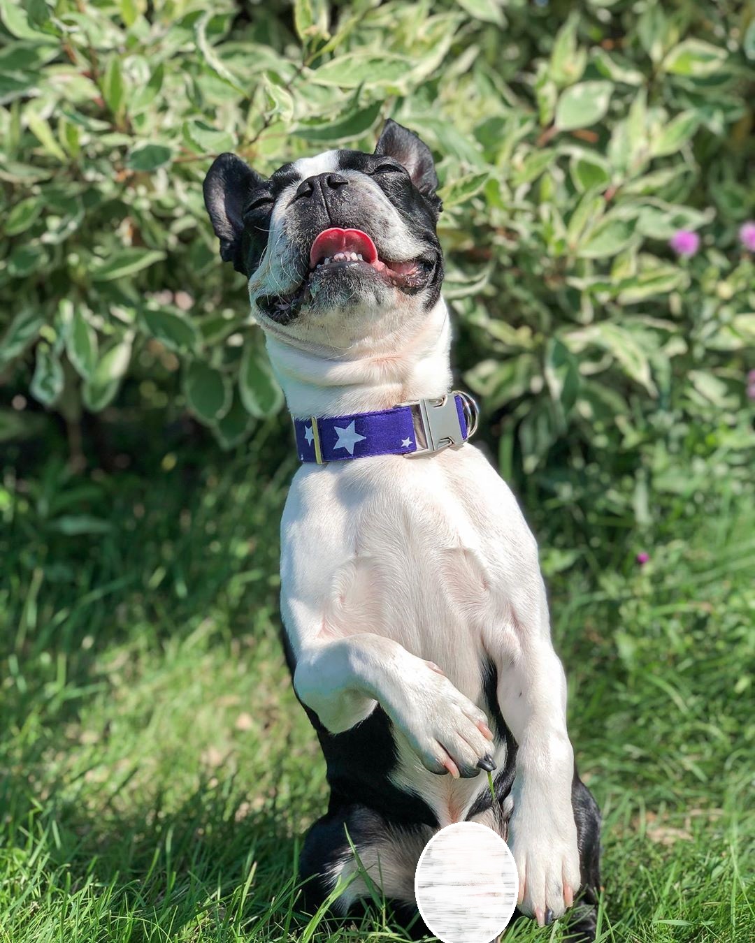 15 Pictures That Prove Boston Terriers Are Perfect Weirdos 10
