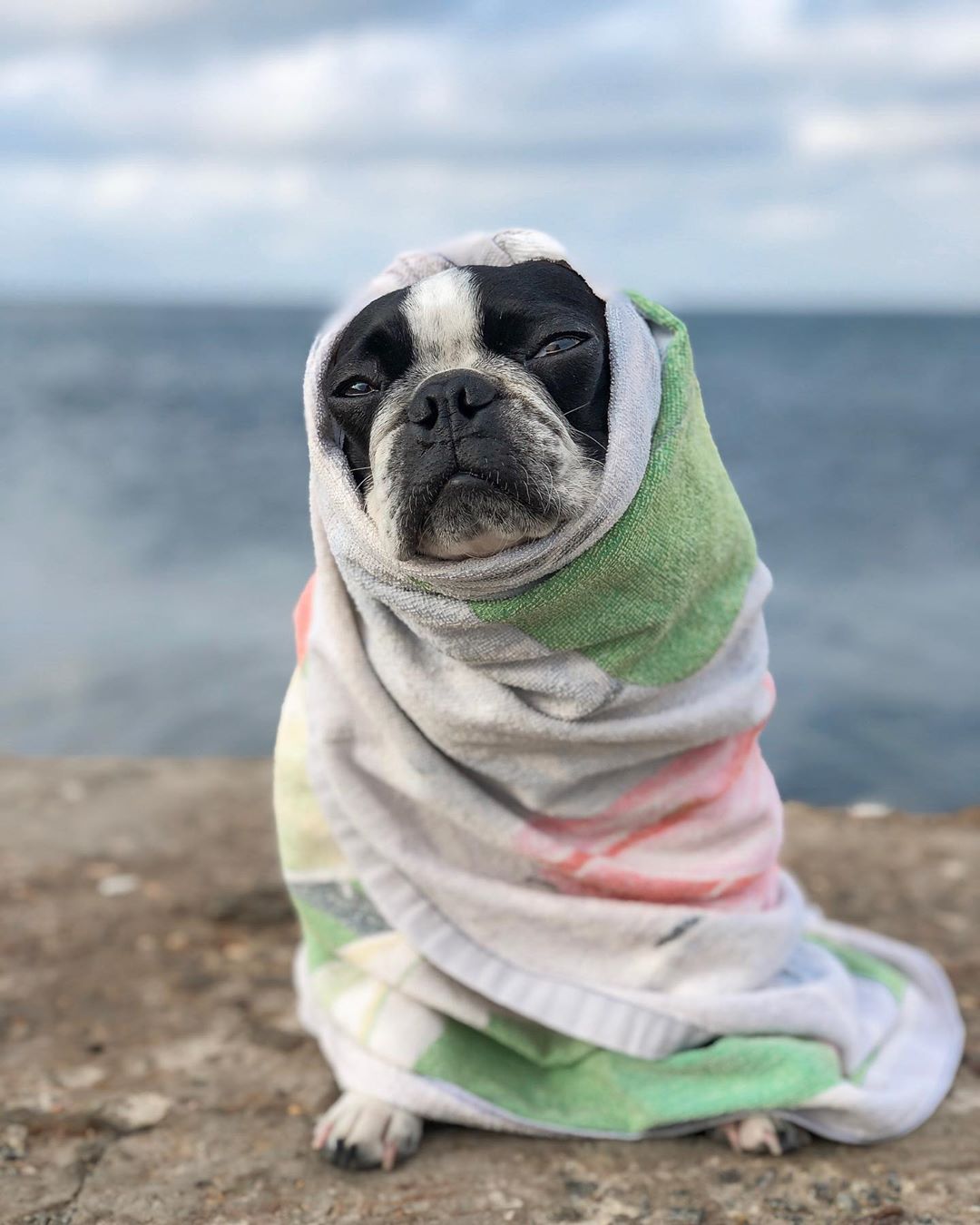 15 Pictures That Prove Boston Terriers Are Perfect Weirdos 9