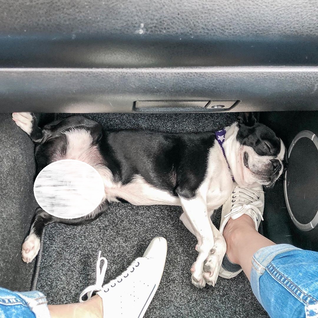 15 Pictures That Prove Boston Terriers Are Perfect Weirdos 11 15 Pictures That Prove Boston Terriers Are Perfect Weirdos 11