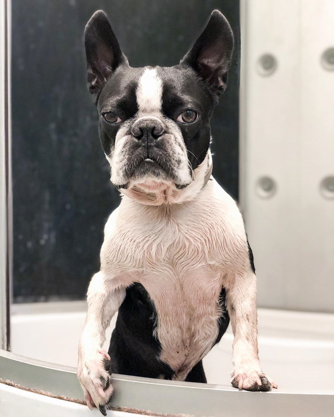 15 Pictures That Prove Boston Terriers Are Perfect Weirdos 10 15 Pictures That Prove Boston Terriers Are Perfect Weirdos 10