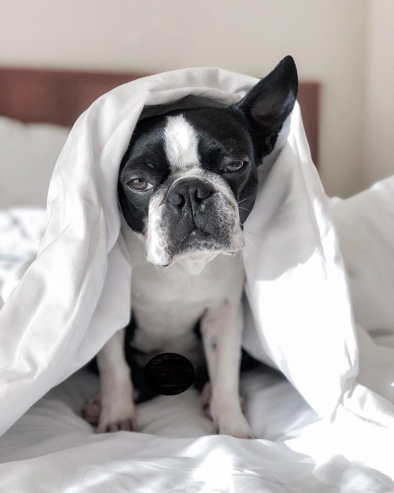 14 Pictures Of Boston Terriers Who Love To Sleep Page 3 of 4 PetPress
