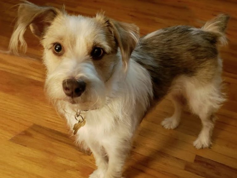 Confetti Australian Shepherd (Australian Shepherd x Miniature Schnauzer