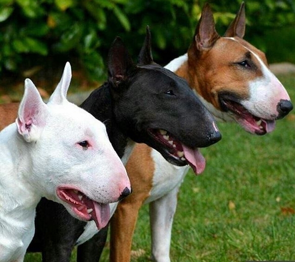 Top 180+ Tough Male Dog Names PetPress