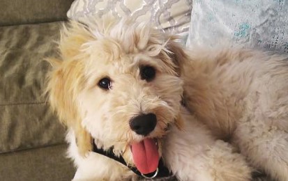 brittany spaniel poodle