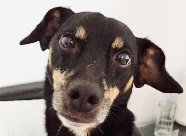 miniature pinscher rat terrier mix
