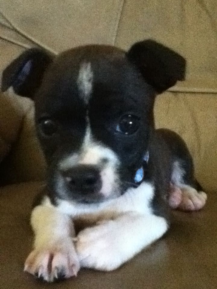 boston terrier ratting