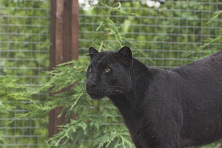 Panther Names 230 Best And Famous Names for Panthers