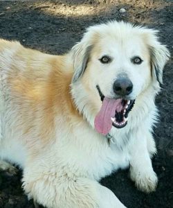View of 12 Crazily Cute Afghan Hound Mixes You Have To Check Out Now - PetPress
