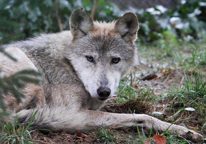 native american wolf names for a pet