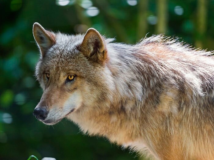 female wolf names