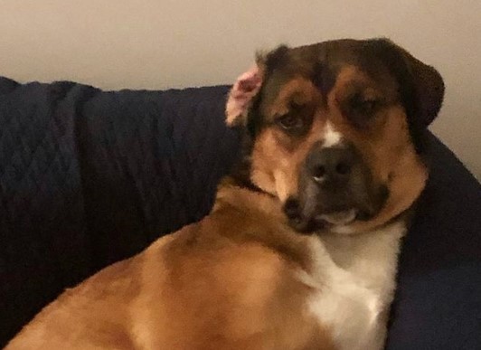 mastiff and bernese mountain dog mix