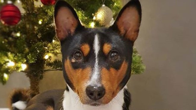 14 Amazing Facts About the Basenjis - PetPress