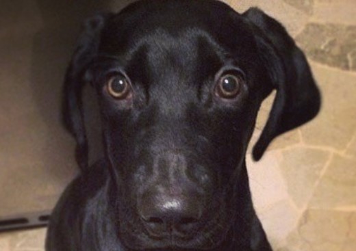 https://cdn.petpress.net/wp-content/uploads/2020/01/12060137/Weimarrott-1.jpg