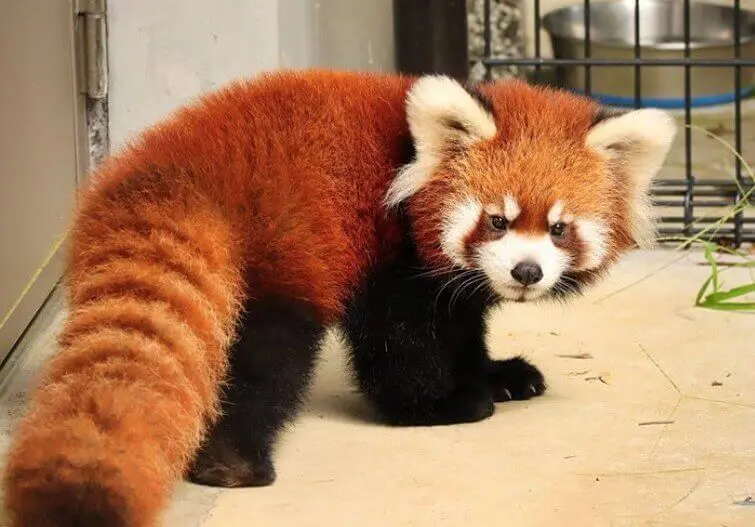 80 Most Popular Red Panda Names Petpress