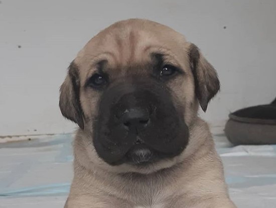 great dane sheepdog mix
